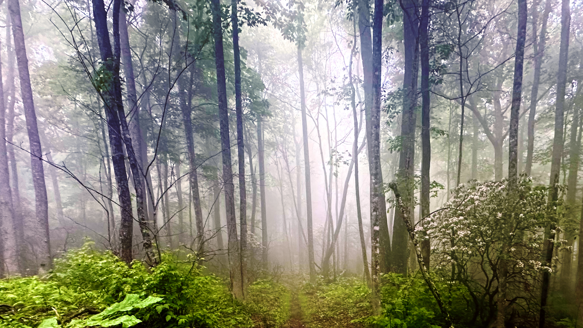 Synthetic Wilderness: Recreating Nature sounds